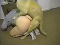 A dilettante milf is being pounded by a muscular bulldog from behind.